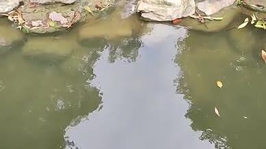 旅行拍摄千灯湖小溪水流视频的预览图